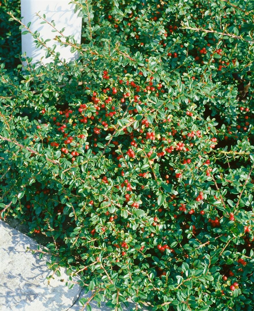 Kriechmispel 'Eichholz' kaufen