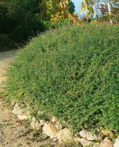 Cotoneaster radicans Eichholz 9 cm Topf - Größe nach Saison 15-  20