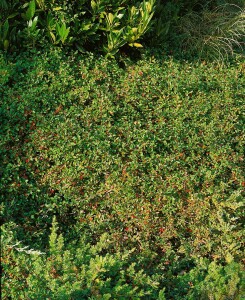 Cotoneaster radicans Eichholz 9 cm Topf - Größe nach Saison 15-  20