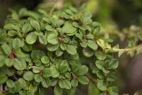 Cotoneaster radicans Eichholz 9 cm Topf - Größe nach Saison 15-  20