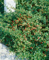 Cotoneaster radicans Eichholz 9 cm Topf - Größe nach Saison 15-  20