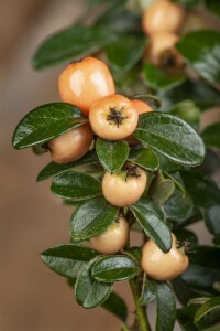 Cotoneaster x suecicus Coral Beauty 9 cm Topf - Größe nach Saison 20-  30