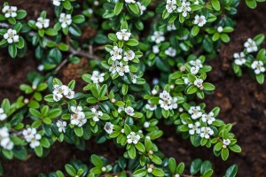 Cotoneaster x suecicus Coral Beauty 9 cm Topf - Größe nach Saison 20-  30