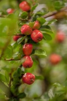 Cotoneaster x suecicus Coral Beauty 9 cm Topf - Größe nach Saison 20-  30