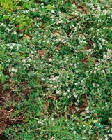 Cotoneaster x suecicus Coral Beauty 9 cm Topf - Größe nach Saison 20-  30