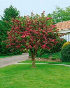 Crataegus laevigata Pauls Scarlet 5 L 60- 100