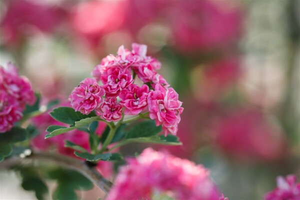 Crataegus laevigata Pauls Scarlet C 5 60- 100