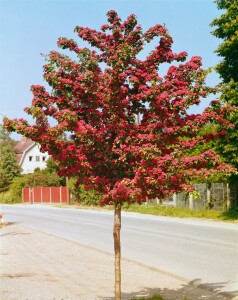 Crataegus laevigata Pauls Scarlet C 5 60- 100