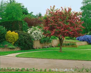 Crataegus laevigata Pauls Scarlet C 5 60- 100