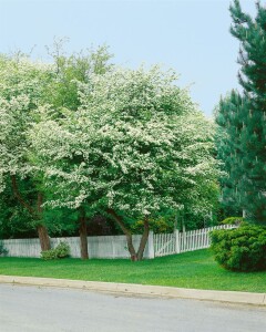 Crataegus monogyna 40- 60 cm