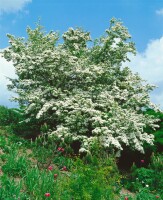 Crataegus monogyna 40- 60 cm