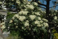 Crataegus monogyna C 3 60- 100