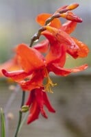 Crocosmia Fire Fly 2L 65-