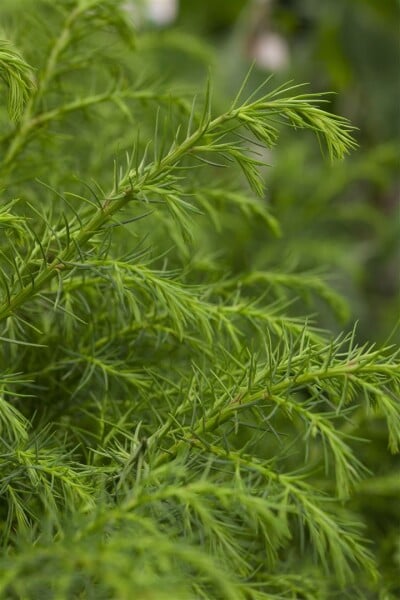 Cryptomeria japonica Giokomo 4 L 40-  60