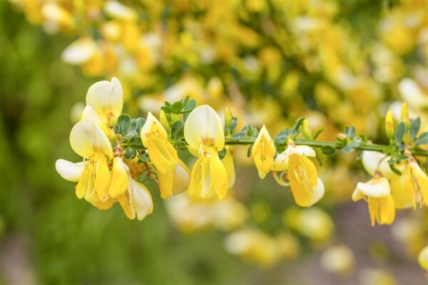 Cytisus praecox Allgold C 2 40-  60