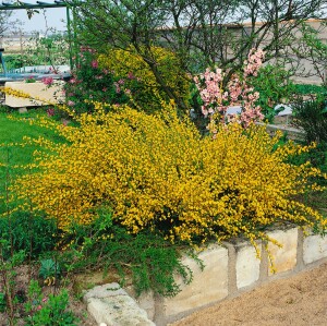 Cytisus praecox Allgold C 2 40-  60