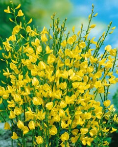 Cytisus praecox Allgold C 2 40-  60