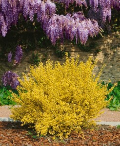 Cytisus praecox Allgold C 2 40-  60