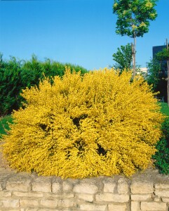 Cytisus praecox Allgold C 2 40-  60