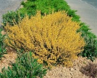 Cytisus praecox Allgold C 2 40-  60