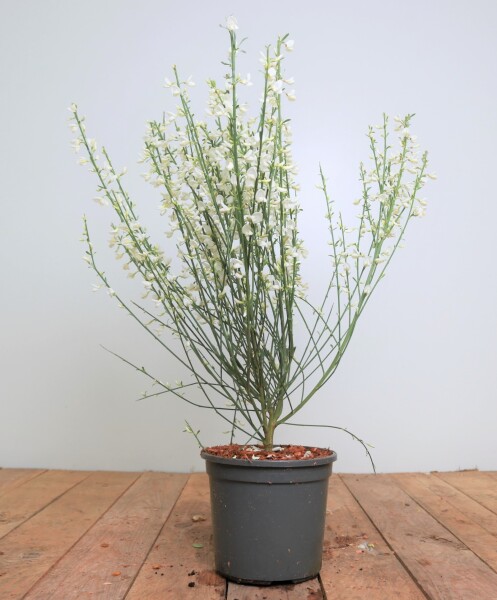 Cytisus praecox White Lion C 2 40-  60