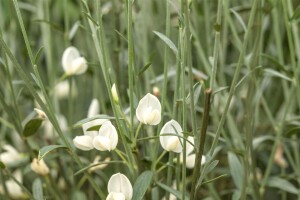 Cytisus praecox White Lion C 2 40-  60