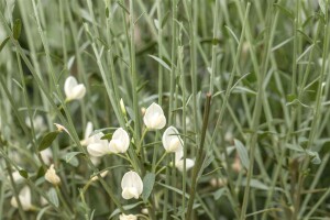 Cytisus praecox White Lion C 2 40-  60