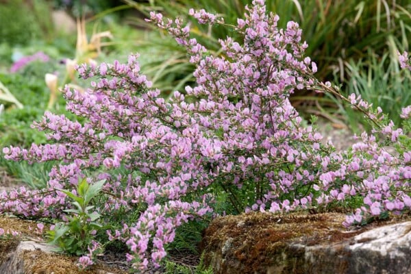 Cytisus purpureus C 2 20-  30