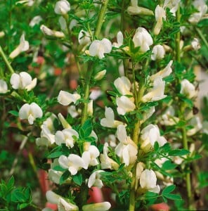 Cytisus purpureus C 2 20-  30