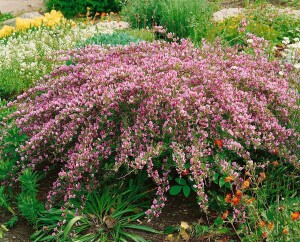 Cytisus purpureus C 2 20-  30