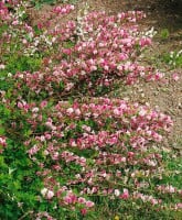 Cytisus purpureus C 2 20-  30