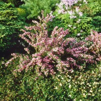 Cytisus purpureus C 2 20-  30