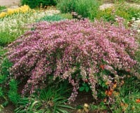 Cytisus purpureus C 2 20-  30