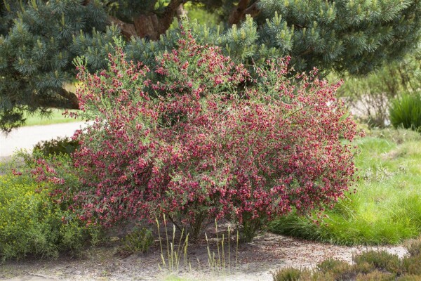 Cytisus scoparius Boskoop Ruby C 2 30-  40