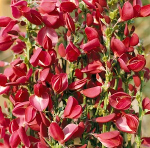 Cytisus scoparius Boskoop Ruby C 2 30-  40