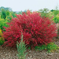 Cytisus scoparius Boskoop Ruby C 2 30-  40