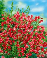 Cytisus scoparius Boskoop Ruby C 2 30-  40