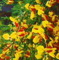 Cytisus scoparius Firefly C 2 30-  40