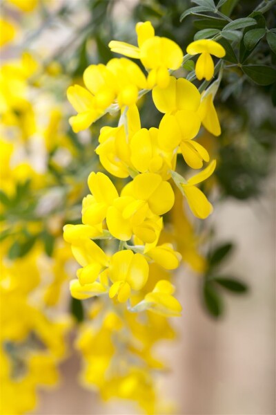 Cytisus scoparius Gelber Funke C 2 30-  40