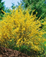 Cytisus scoparius Gelber Funke C 2 30-  40