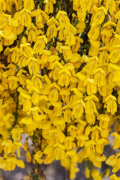 Cytisus scoparius Golden Sunlight C 2 30-  40