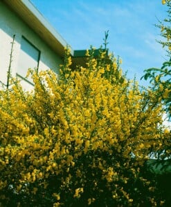 Cytisus scoparius Golden Sunlight C 2 30-  40