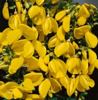 Cytisus scoparius Golden Sunlight C 2 30-  40