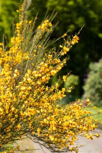 Cytisus scoparius Jessica C 2 40-  60