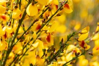 Cytisus scoparius Jessica C 2 40-  60