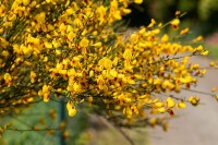 Cytisus scoparius Jessica C 2 40-  60