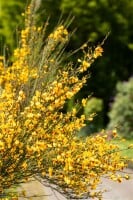 Cytisus scoparius Jessica C 2 40-  60