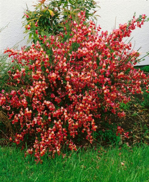 Cytisus scoparius La Coquette C 2 30-  40