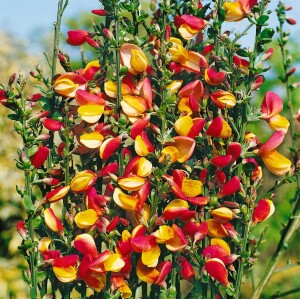 Cytisus scoparius La Coquette C 2 30-  40