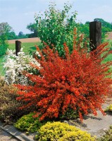 Cytisus scoparius La Coquette C 2 30-  40